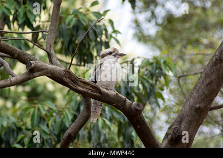 Kookaburra sitting in a tree in Sydney, Australia. Stock Photo