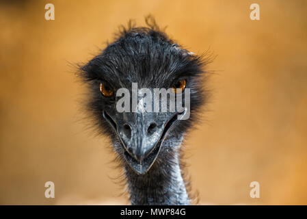 head of the ostrich is looking forward Stock Photo