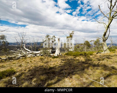 Dead trees atop Mount Nattung in Kosciuszko National Park, Australia Stock Photo