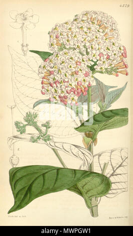. Rogiera amoena . 1851. Hooker 528 Rondeletia amoena Bot. Mag. 77. 4579. 1851 Stock Photo