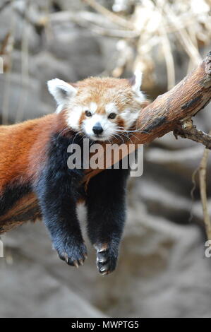 Red panda laying on a tree branch Stock Photo