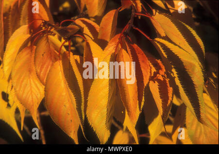 PRUNUS CULTIVAR (ORNAMENTAL FLOWERING CHERRY TREE) PRODUCES RICH AUTUMN FOLIAGE TONES. NEW SOUTH WALES, AUSTRALIA. Stock Photo