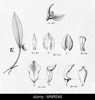 . Illustration of Acianthera bicornuta (as syn. Pleurothallis bicornuta) . between 1893 and 1896. Alfred Cogniaux (1841 - 1916) 25 Acianthera bicornuta (as syn. Pleurothallis bicornuta) - cutout from Fl.Br.3-4-97 - fig. IV Stock Photo