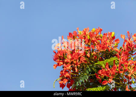 Red flowers on a Royal Poinciana tree Delonix regia also called a flame tree in Naples, Florida Stock Photo