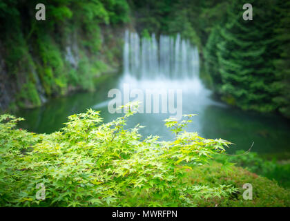 The Ross Fountain in the background of some Japanese maple leaves in summer at the Butchart Gardens near Victoria, British Columbia, Canada. Stock Photo