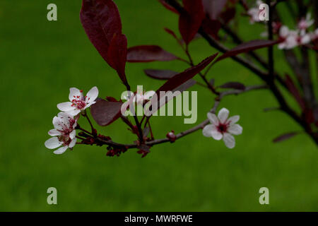 Close up of small white blossoms on a purple leaf sand cherry bush in spring Stock Photo