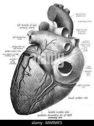 . English: An anatomic illustration from the 1908 edition of Sobotta's Atlas of Human Anatomy . 22 October 2013, 00:36:32. Dr. Johannes Sobotta 565 Sobo 1909 537 Stock Photo