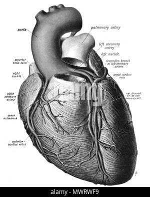 . English: An anatomic illustration from the 1908 edition of Sobotta's Atlas of Human Anatomy . 22 October 2013, 00:36:40. Dr. Johannes Sobotta 565 Sobo 1909 536 Stock Photo