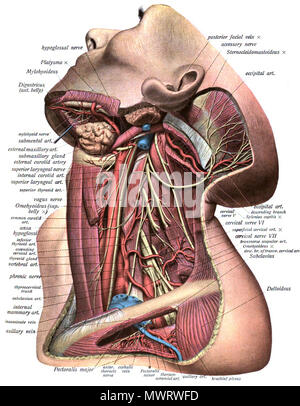 . English: An anatomic illustration from the 1908 edition of Sobotta's Atlas of Human Anatomy . 22 October 2013, 00:36:33. Dr. Johannes Sobotta 565 Sobo 1909 539 Stock Photo