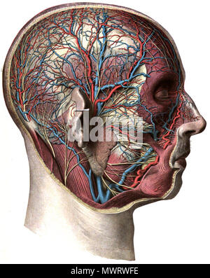 . English: An anatomic illustration from the 1908 edition of Sobotta's Atlas of Human Anatomy . 22 October 2013, 00:36:19. Dr. Johannes Sobotta 565 Sobo 1909 542 Stock Photo