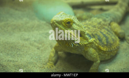 Chameleon sitting on a branch among the green foliage. Stock Photo
