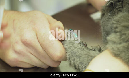 Procedure to take blood from jugular vein of a feline cat in veterinary clinic.Taking blood for analysis in a cat in a vet clinic. Stock Photo