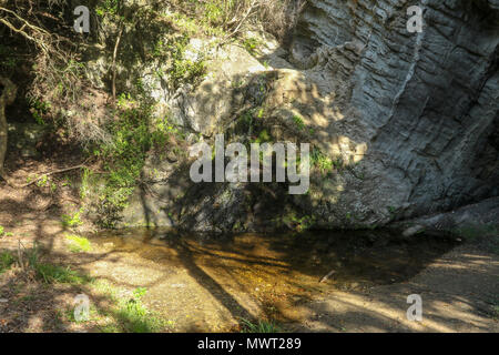 Shady spot in the Tsitsikamma, protected area, Garden Route, Cape, South Africa Stock Photo