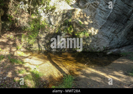 Shady spot in the Tsitsikamma, protected area, Garden Route, Cape, South Africa Stock Photo