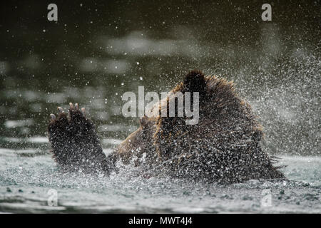 Grizzly bear (Ursus arctos)- Shaking water from fur near the Chilko River, Chilcotin Wilderness, British Columbia BC, Canada Stock Photo