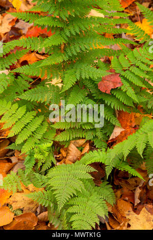 Fern along Kakabika Falls Trail, Cisco Branch Ontonagon Wild and Scenic River, Ottawa National Forest, Michigan Stock Photo