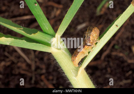 LAWN ARMYWORM (SPODOPTERA MAURITIA) ATTACKS GRASS AND SWEET CORN Stock Photo