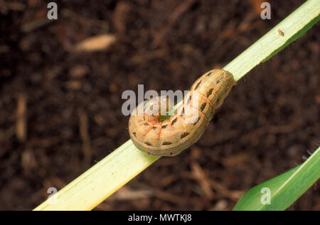 LAWN ARMYWORM (SPODOPTERA MAURITIA) ATTACKS GRASS AND SWEET CORN Stock Photo