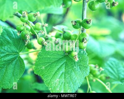 Riping garnet berries on a bush branch in garden.  Sour green red currant. Unripe currants hanging on bush. Stock Photo