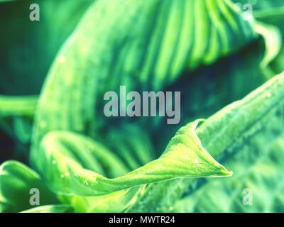 Full frame image of hosta leaves  in detail. Beautiful bright green and ribbed leaves of hosta plant Stock Photo