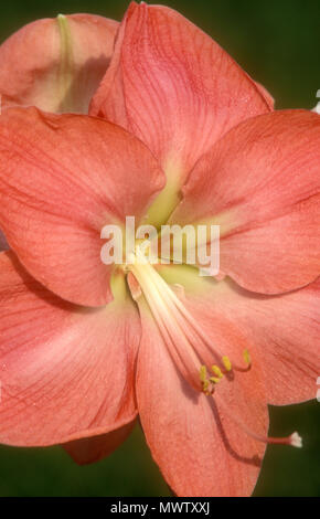 HIPPEASTRUM 'VERA''  FLOWER ALSO KNOWN AS FIRE LILY Stock Photo