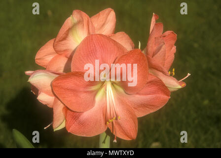 HIPPEASTRUM 'VERA''  FLOWER ALSO KNOWN AS FIRE LILY Stock Photo