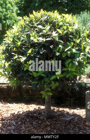 bay tree, bay laurel, sweet bay, true laurel, Grecian laurel, laurel ...