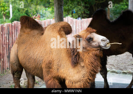 Bactrian camel or Camelus bactrianus with two humps chewing a stick Stock Photo