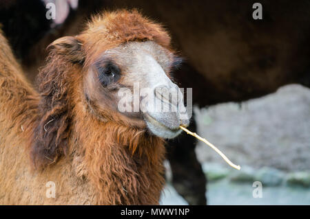 Portrait of a Bactrian camel or Camelus bactrianus chewing a stick Stock Photo