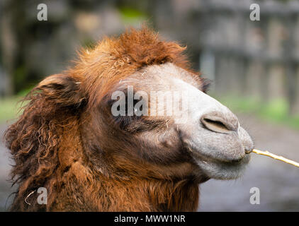 Portrait of a Bactrian camel or Camelus bactrianus chewing a stick Stock Photo