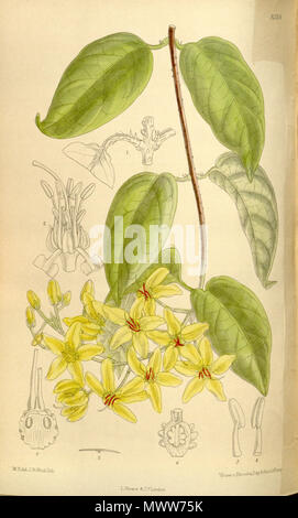 . Tristellateia australis (= Tristellateia australasiae), Malpighiaceae . 1910. M.S. del., J.N.Fitch lith. 616 Tristellateia australis 136-8334 Stock Photo