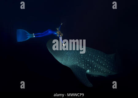 Woman freediver dives to a Whale Shark (Rhincodon typus) in the night Stock Photo