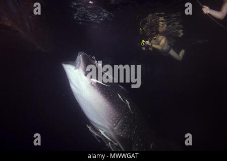 Man shooting Whale Shark (Rhincodon typus) filter-feeding plankton in the night Stock Photo