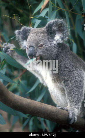 KOALA (PHASCOLARCTOS CINEREUS) CHEWING A GUM LEAF, TASMANIA, AUSTRALIA Stock Photo