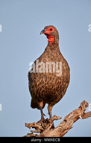 Red-necked Spurfowl (Red-necked Francolin) (Francolinus afer) (Pternistes afer), Kruger National Park, South Africa, Africa Stock Photo