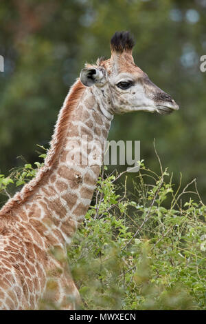 Cape Giraffe (Giraffa camelopardalis giraffa) baby, Kruger National Park, South Africa, Africa Stock Photo