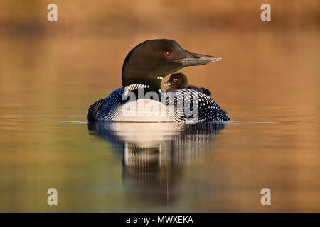 Common Loon (Gavia immer) adult and chick on its back, Lac Le Jeune Provincial Park, British Columbia, Canada, North America Stock Photo