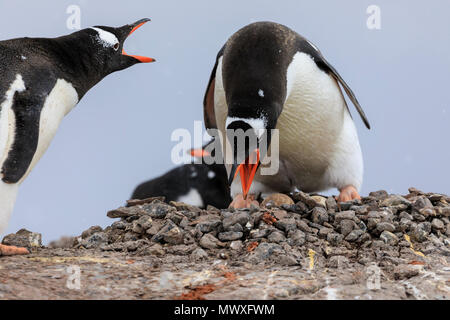 Gentoo penguin (Pygoscelis papua) pair, changing places on nest, Damoy Point, Wiencke Island, Antarctic Peninsula, Antarctica, Polar Regions Stock Photo