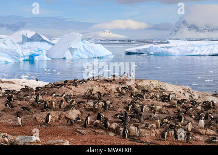 Gentoo penguin (Pygoscelis papua) colony, Cuverville Island, Errera Channel, Danco Coast, Antarctic Peninsula, Antarctica, Polar Regions Stock Photo