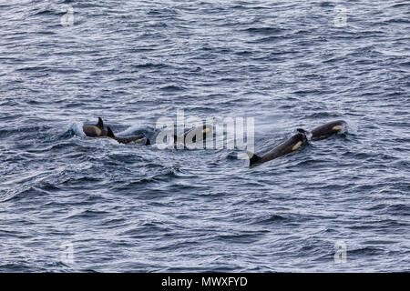 Pod of Type B Killer Whales (Orcinus orca) with yellow cast due to diatoms, Gerlache Strait, Antarctic Peninsula, Antarctica, Polar Regions Stock Photo