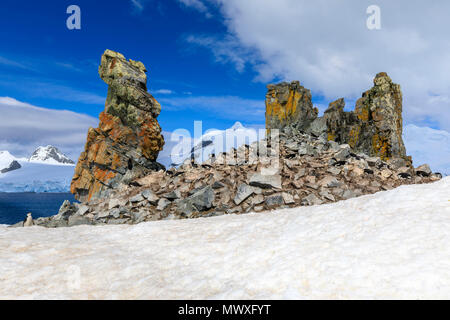 Chinstrap penguins (Pygoscelis antarcticus), bright lichen covered rocks, Half Moon Island, South Shetland Islands, Antarctica, Polar Regions Stock Photo