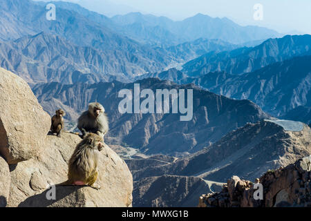 Baboons on mountain cliff, Abha, Saudi Arabia, Middle East Stock Photo