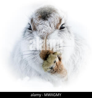 Mountain hare portrait (Lepus timidus) in winter snow, Scottish Highlands, Scotland, United Kingdom, Europe Stock Photo