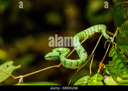 Green tree pit viper in Gunung Mulu National Park, Malaysia, Borneo, Southeast Asia, Asia Stock Photo