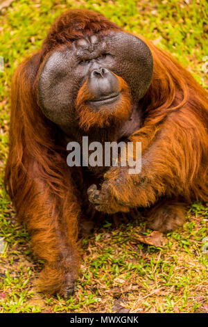 Native Orangutan in Bako National Park, Kuching, Sarawak, Borneo, Malaysia, Southeast Asia, Asia Stock Photo