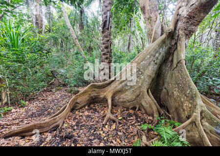 Banyan tree (Curtain fig tree) (Ficus microcarpa), Jozani Forest, Jozani Chwaka Bay National Park, Island of Zanzibar, Tanzania, East Africa, Africa Stock Photo