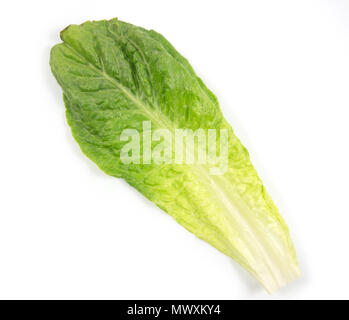 Green oak lettuce, fresh roman lettuce isolated on a white background with clipping path. Stock Photo