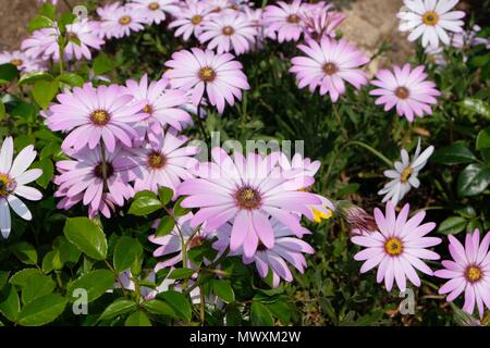 Chrysanthemum rubellum 'Clara Curtis' Stock Photo