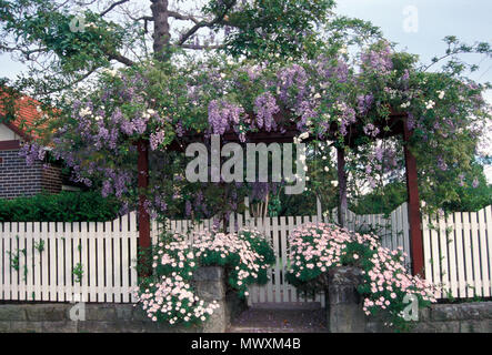 BEAUTIFUL WISTERIA GROWING OVER WOODEN GARDEN ENTRANCE WITH PINK DAISIES GROWING IN THE FOREGROUND. SYDNEY, AUSTRALIA. Stock Photo