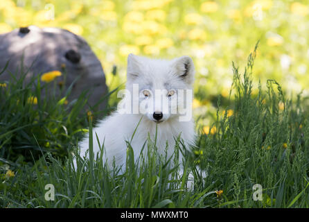 Arctic fox kit (Vulpes lagopus) in the grass in Canada Stock Photo